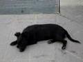 Cagnolina dolcissima la piccola Cal
