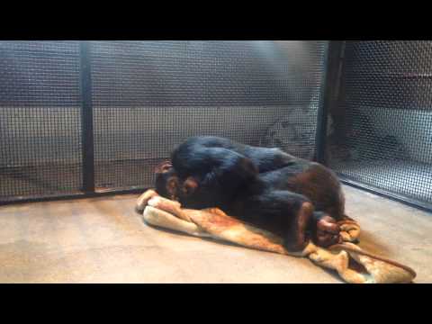 YouTube Preview Image