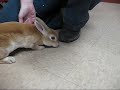 Lapin Mimi ...