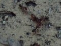 Ants V Termites. An Annihilation. Ants V Termites. An Annihilation.