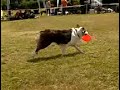 Woodsdog Discdogging Babsy & Molly