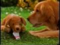 videos de Mel Birnkrant 