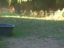 Andrew is a 2008 Amorex colt out of a TB mare.  Here they are stretching out their legs in the pasture.