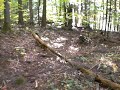 Forest Walk