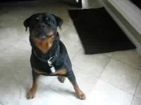 rottweiler