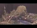 kakapo chicks