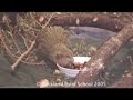 kakapo chicks