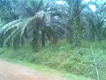 Karangan Palm Oil Plantation