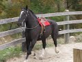 Mike the Percheron in the round pen cantering Mike the Percheron in the round pen cantering