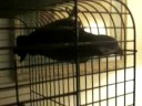 Dante the bird