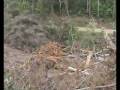 Logging at West Bulga NSW