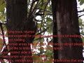 Pileated Woodpecker