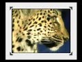 Portraits of Karula`s friendly cub