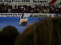 Európa kutyakiállítás - Dog show budapest 2008