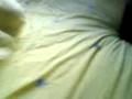 Watch This If You Know Zoe Griffin Charlote Hinclif etc