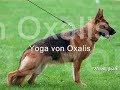 QUANTUM VON ARMINIUS PROGENY QUANTUM VON ARMINIUS PROGENY
