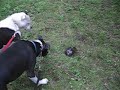 dogs find turtle dogs find turtle
