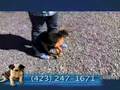 Kingsport Animal Shelter EP1