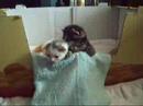 Charlie + kittens op ontdekkingstocht