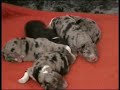 Puppies 2 days old