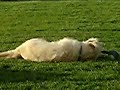 www.dogs-tail.com  labradoodle
