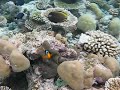 Anemonefish Rock Islands Palau