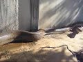 no s� de d�nde viene esto porque me lo han pasado por mail. como es de estos mails que se mandan en cadena no s� la historia del video. si alguien lo conoce, me lo haga saber. 

esto pasa por intentar emular a los reporteros del national geographic sin guardar unos m�nimos de seguridad o conocer los peligros a los que te puedes enfrentar.