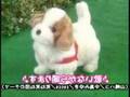 K.S.N.バーチャンは彼女なのか？【最終鬼畜愛犬ロボ「てつ」・改】