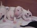 Puppies bull terrier