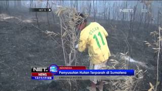 Hutan Indonesia Habis Karena Kebakaran Lahan