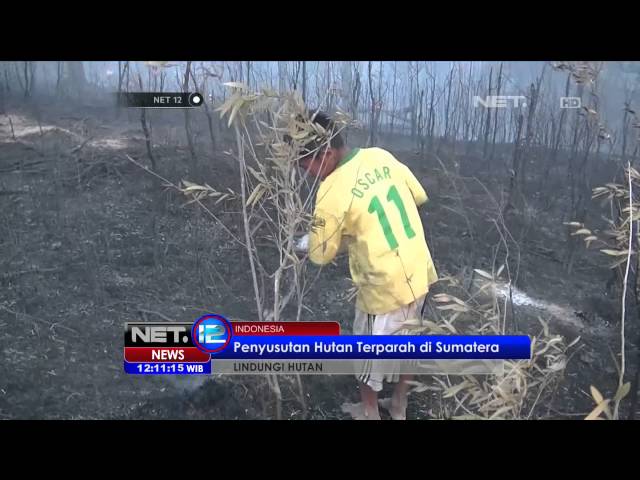 Hutan Indonesia Habis Karena Kebakaran Lahan