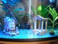 64 Litre tropical tank 2