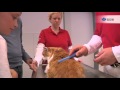 Katzen beim Tierarzt - Tipps für den sicheren Umgang
