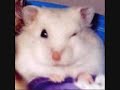 this is hampton the hamster with 2:50 of pure funny!