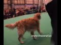 Crufts 2008 Golden Mid Limit Dog