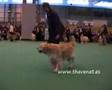 Crufts 2008 Golden Mid Limit Dog
