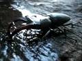 Hirschkäfermännchen (lucanus cervus) trinkt Wasser