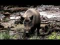Pig Bomb - Hog Hunting