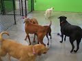 Vizsla fun with Dexter, Stella, and Potter