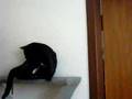 Kitty Katcher