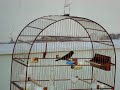 Curi� Babitonga - Cascavel/PR