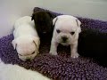 french bulldog babies