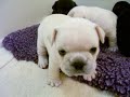 french bulldog babies french bulldog babies