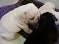 french bulldog babies
