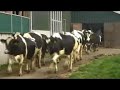 caring dairy cheese beemsterkaas kaas voorjaar graskaas cono happy cows koe koeien beemster ben jerry
