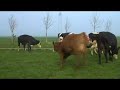Dancing with the cows Dancing with the cows