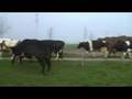 Dancing with the cows