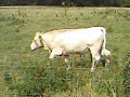 Pablo et les vaches