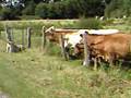 Pablo et les vaches