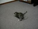 Kitten Playing